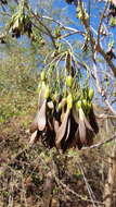 Image of Gyrocarpus jatrophifolius Domin