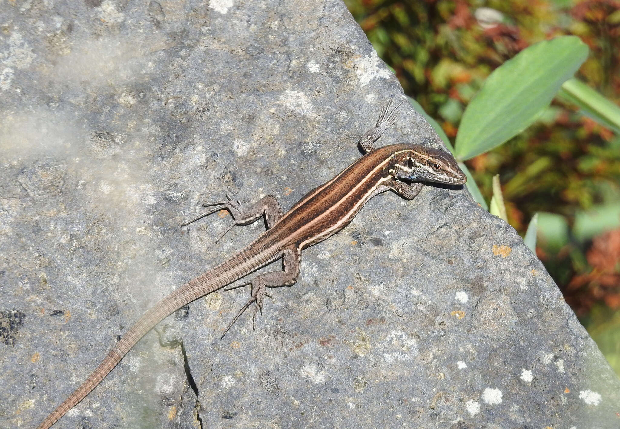 Image of Gallotia caesaris caesaris (Lehrs 1914)