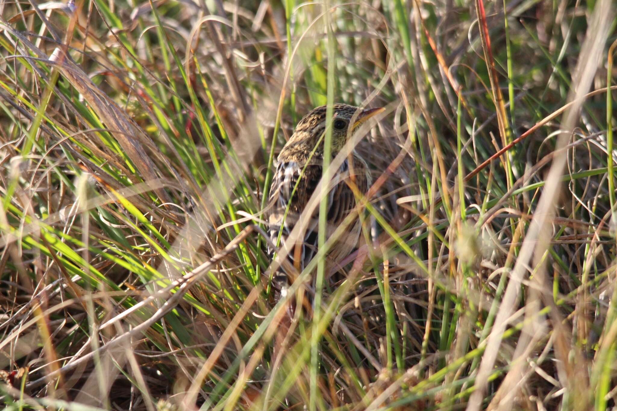 Слика од Cisticola textrix (Vieillot 1817)