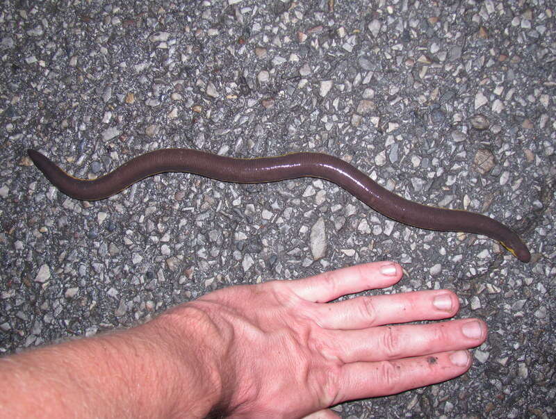 Image of Koa Tao Island Caecilian