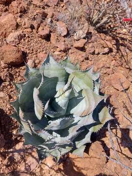 Image of Agave colorata Gentry