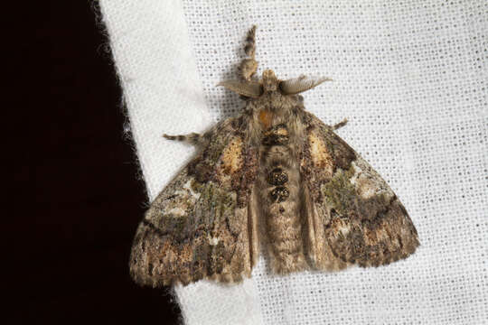 Image of Yellow-based Tussock Moth