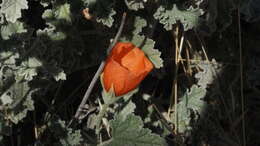 Image of desert globemallow