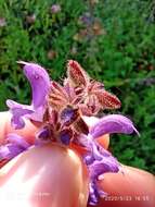 Imagem de Salvia sclareoides Brot.