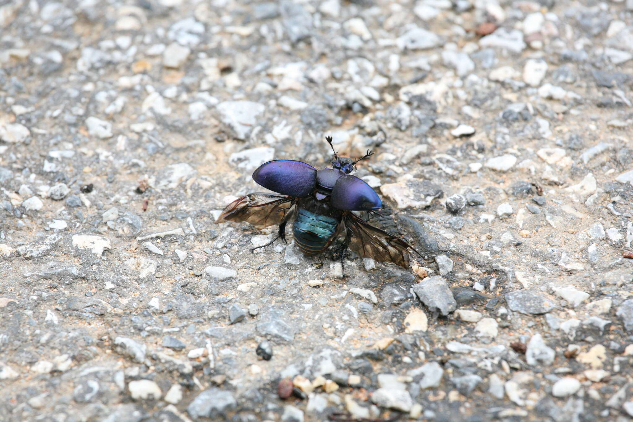 Image of Enoplotrupes