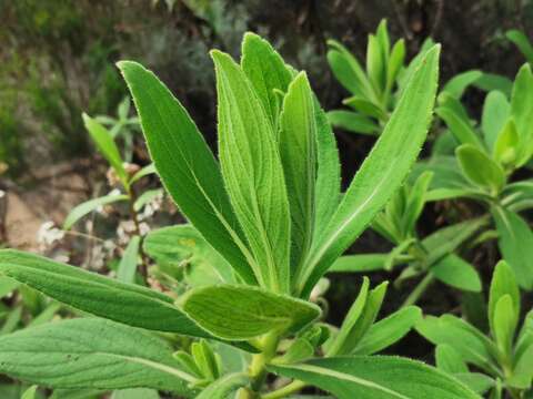 Image of Psiadia anchusifolia (Poir.) Cordem.