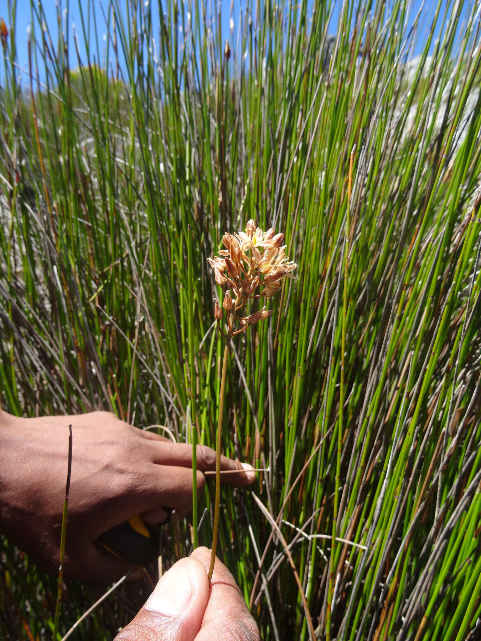 Image of Drimia salteri (Compton) J. C. Manning & Goldblatt