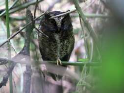 Image of Mountain Scops-Owl