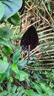 Image of Anthurium caramantae Engl.