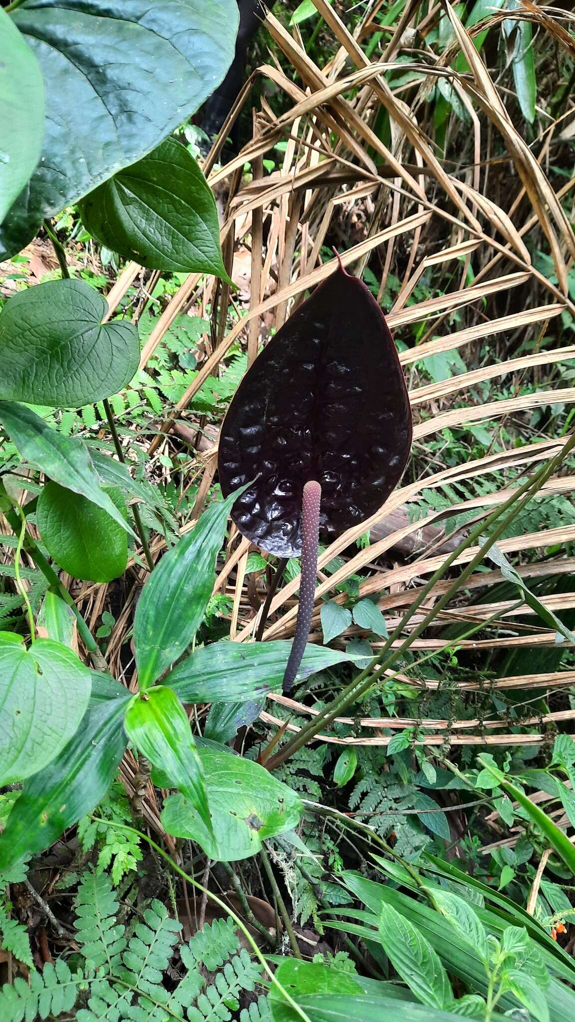 Image of Anthurium caramantae Engl.