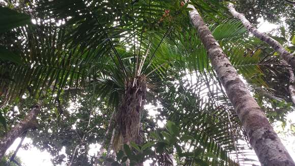 Image of Dypsis fibrosa (C. H. Wright) Beentje & J. Dransf.