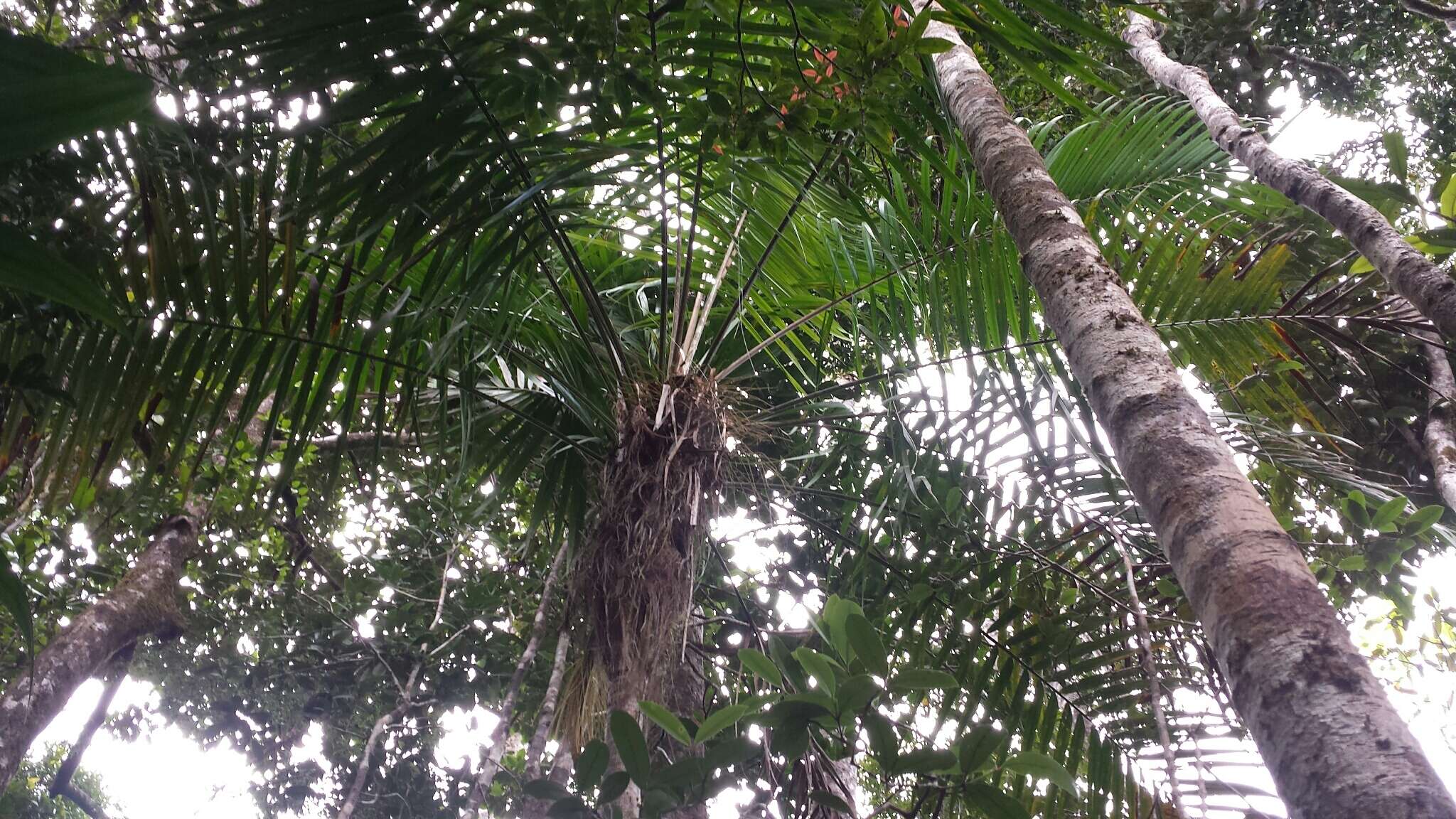 Image of Dypsis fibrosa (C. H. Wright) Beentje & J. Dransf.