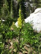 Imagem de Pedicularis bracteosa var. flavida (Pennell) Cronq.