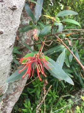 Слика од Embothrium coccineum J. R. Forster & G. Forster