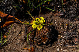 صورة Euphorbia bupleurifolia Jacq.