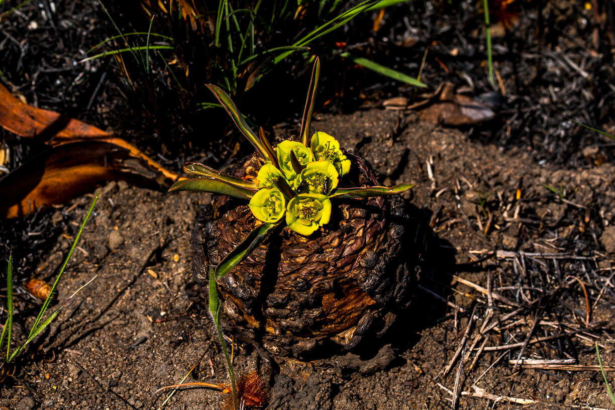 صورة Euphorbia bupleurifolia Jacq.