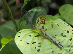 Image of Parastratocles multilineatus (Rehn & J. A. G. 1904)