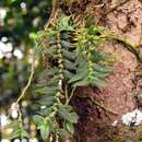 Image of Angraecum appendiculoides Schltr.