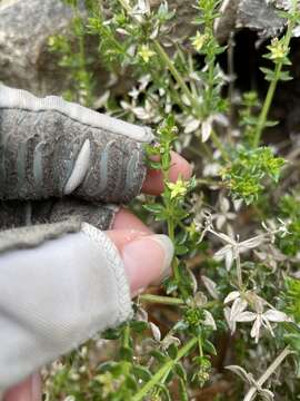 Image of Santa Barbara bedstraw