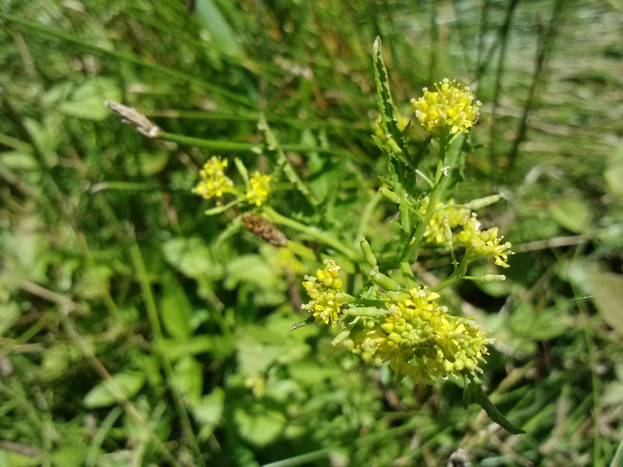 Image of spreading yellowcress