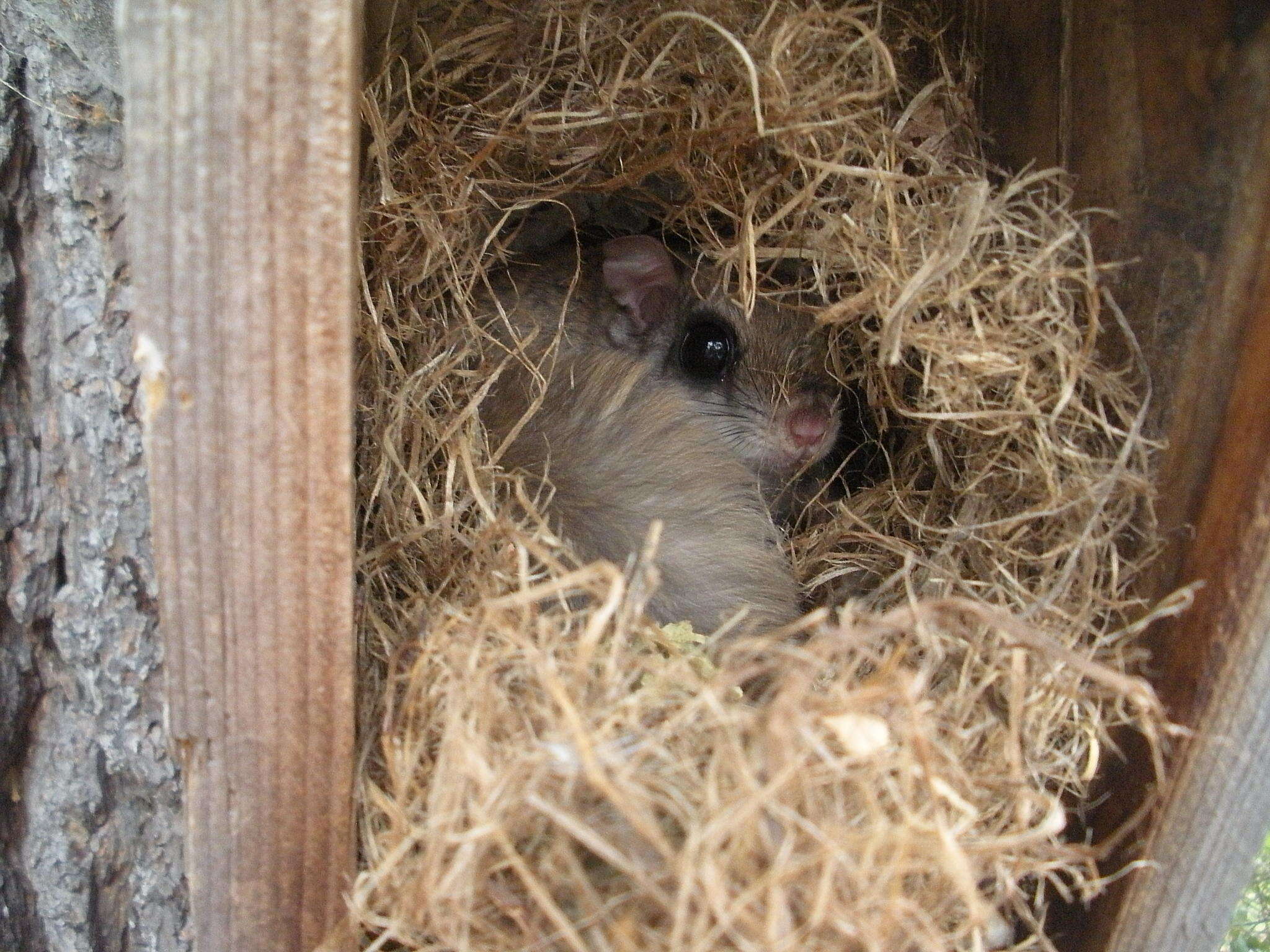 Image of American Flying Squirrels