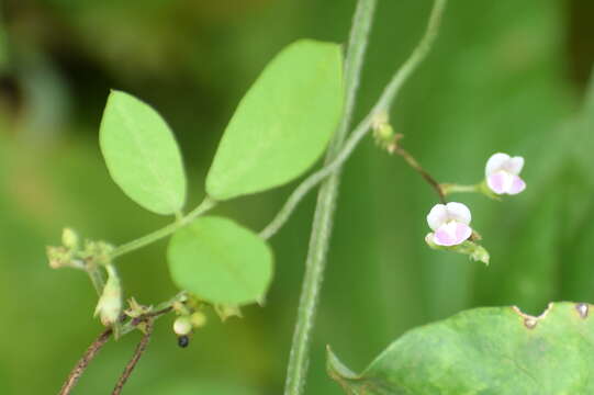 Imagem de Teramnus labialis (L. fil.) Spreng.