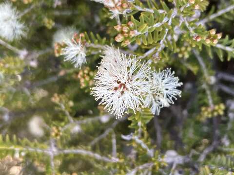 Image of Melaleuca halmaturorum F. Müll. ex Miq.