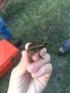 Image of Northern Red-legged Frog