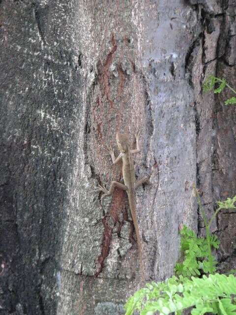 Image of Changeable lizard