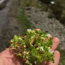 Image of Stellaria weddellii T. M. Pedersen