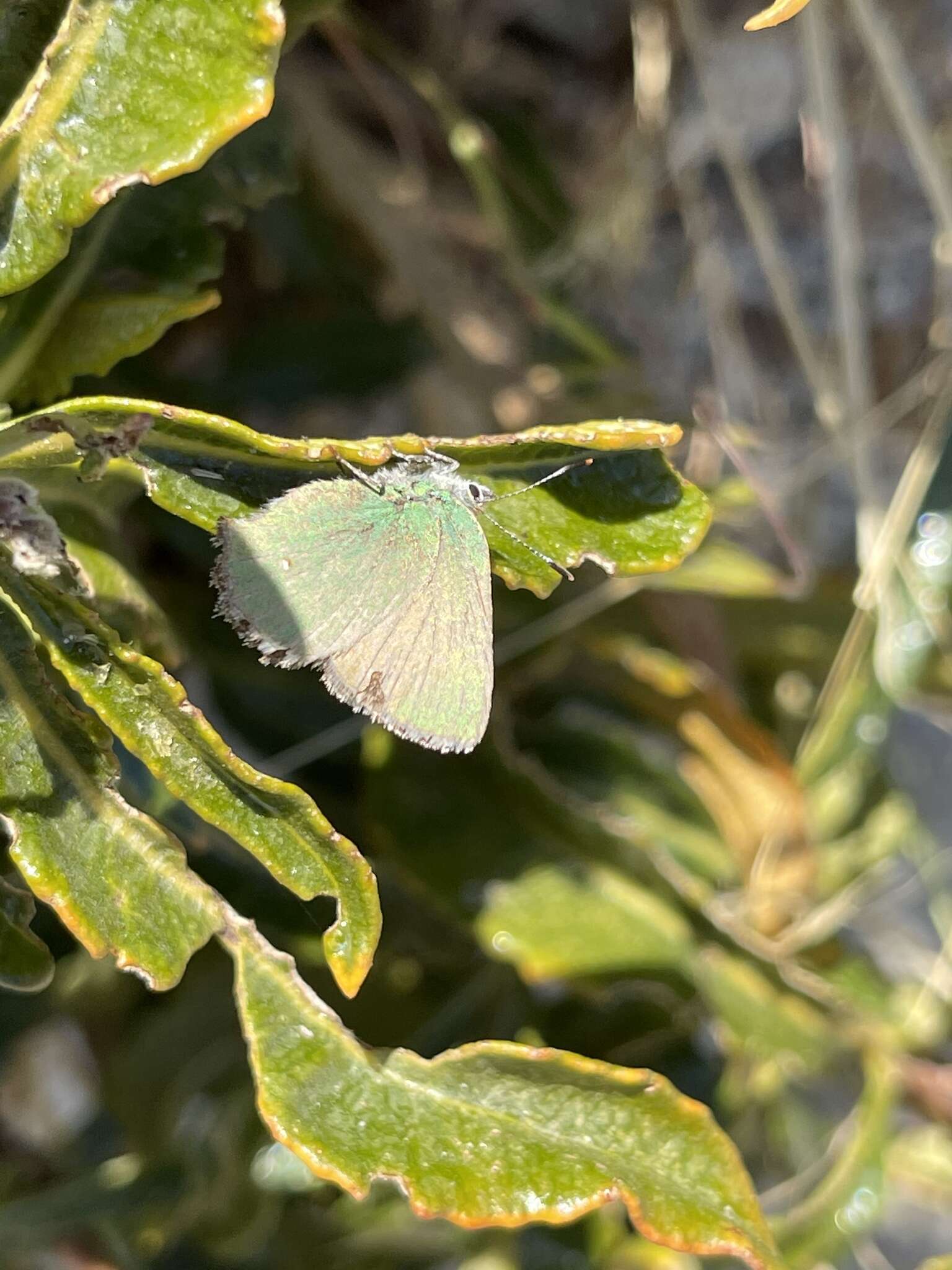 Image of Callophrys dumetorum perplexa Barnes & Benjamin 1933