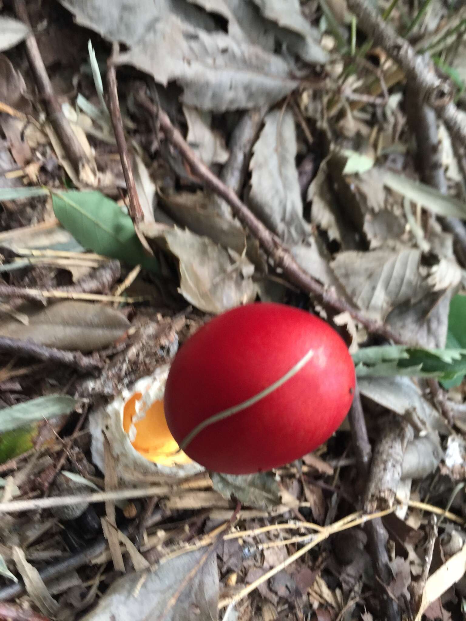 Image of Amanita hemibapha (Berk. & Broome) Sacc. 1887