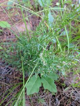 Image of prairie pinweed