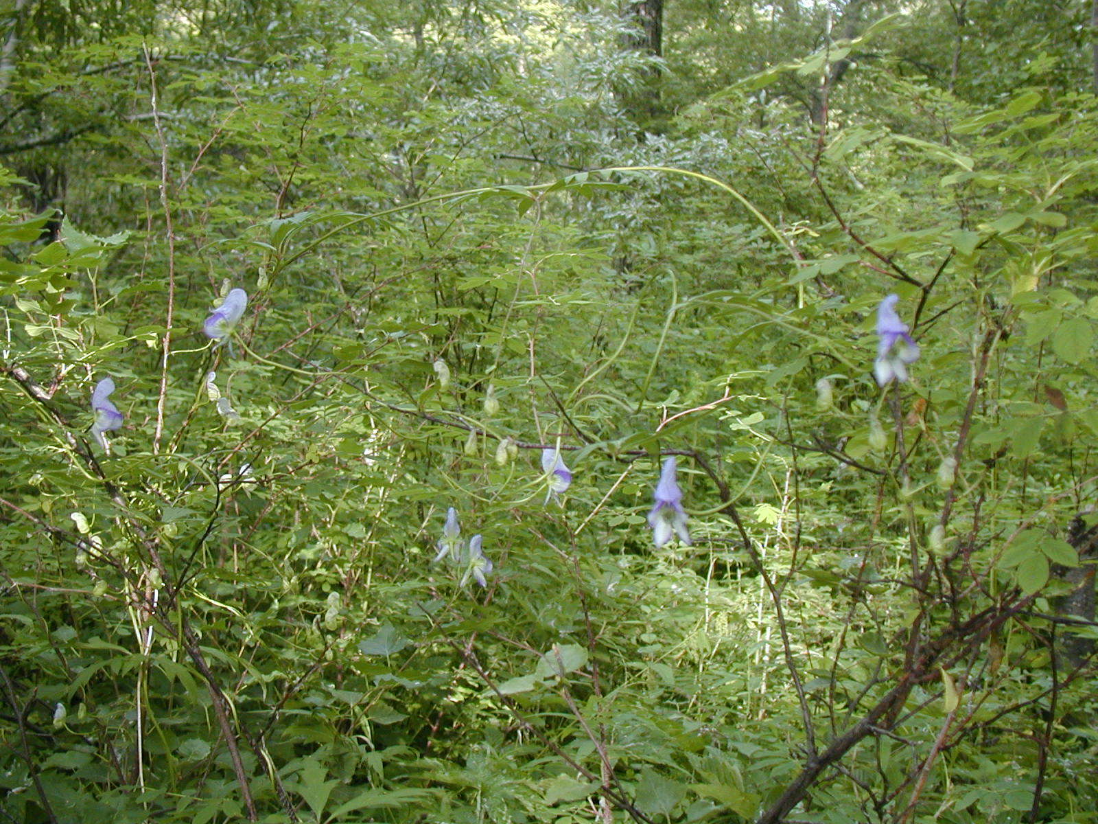 Sivun Aconitum woroschilovii A. N. Luferov kuva