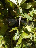 Image of Archilestes californicus McLachlan 1895