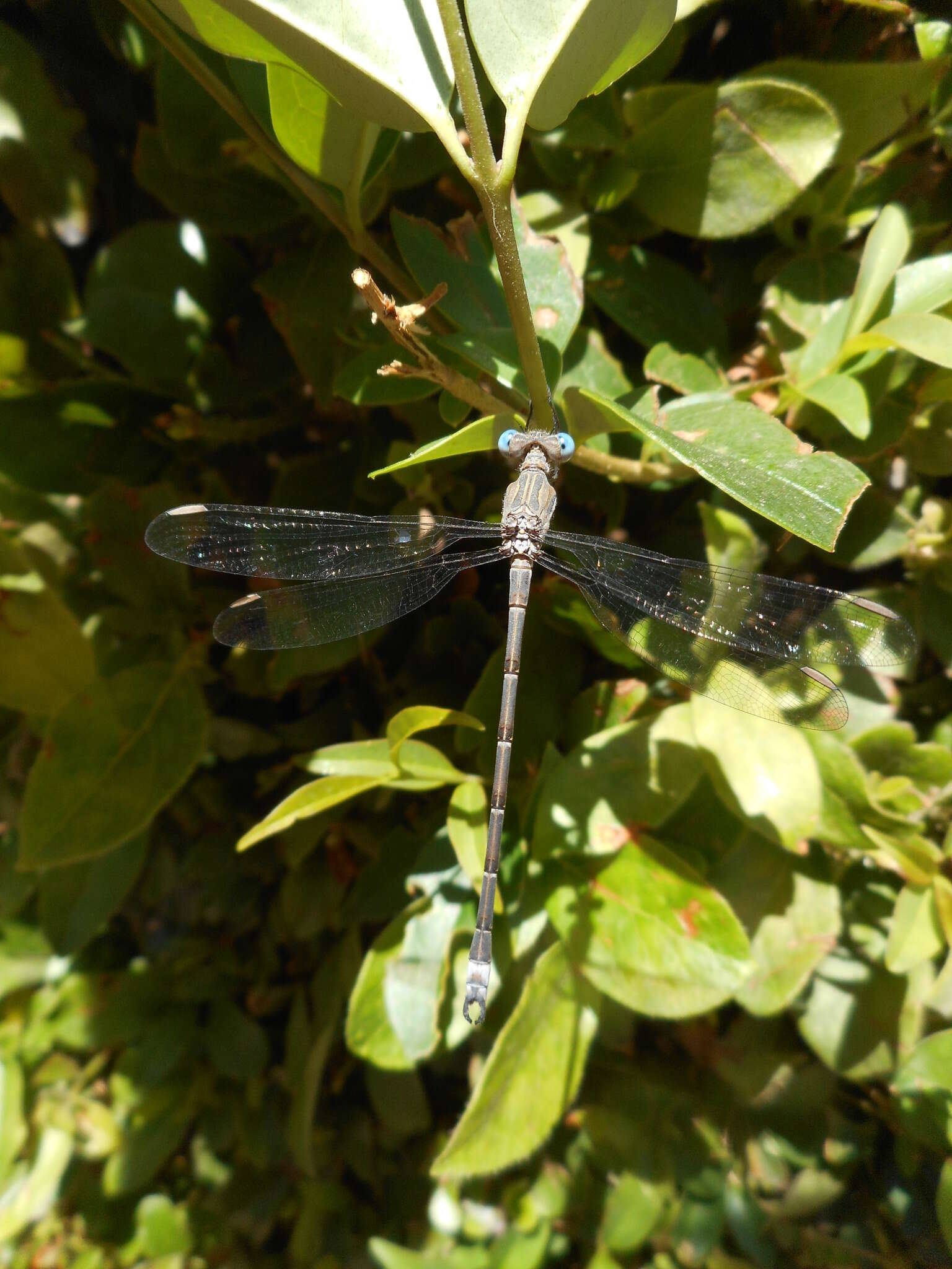 Image of Archilestes californicus McLachlan 1895