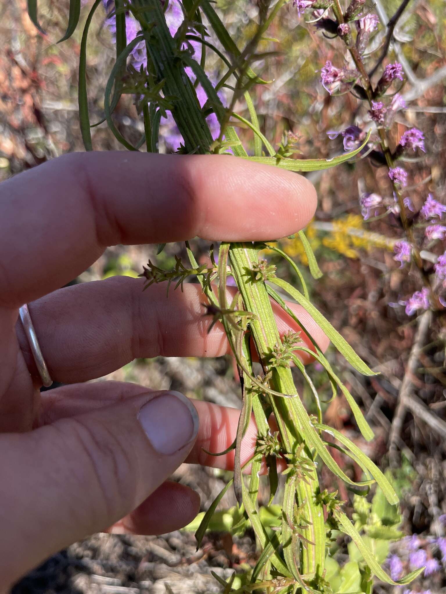 Image of grassleaf gayfeather