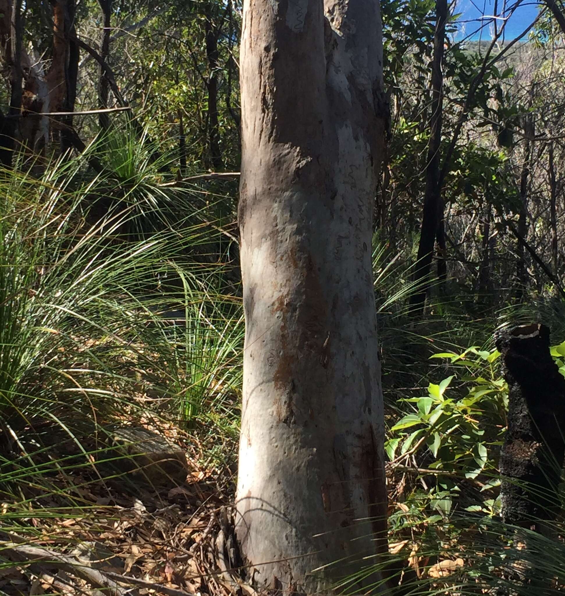 Image of scribbly gum