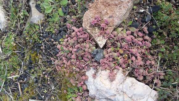 Image of Sedum pallidum Bieb.