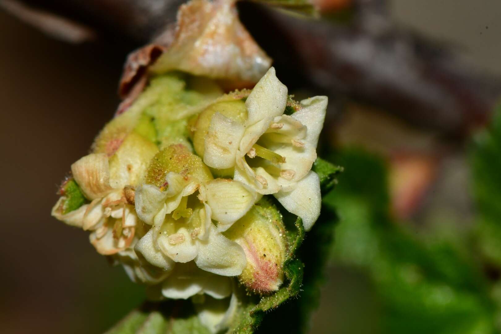 Image of Ribes neglectum Rose