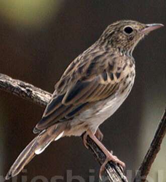 Image of Bush Pipit