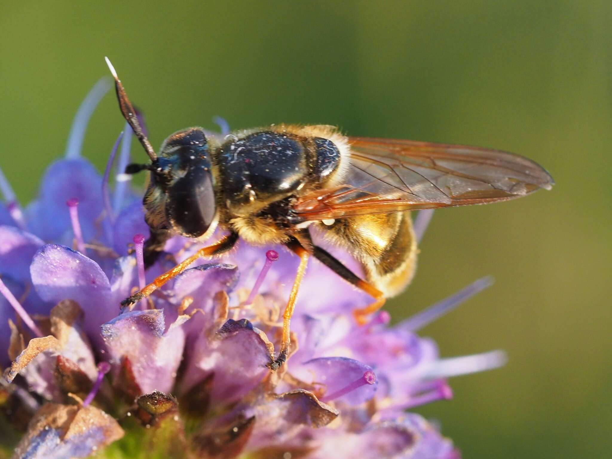 صورة Callicera aurata (Rossi 1790)