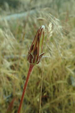 Image of bigflower agoseris