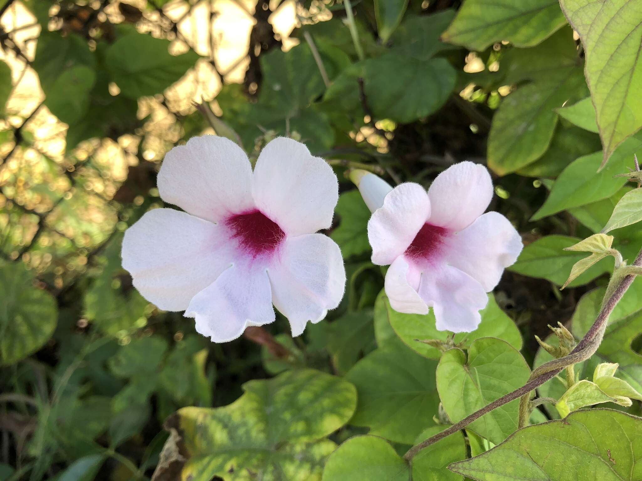 Image de Pandorea jasminoides (Lindl.) Schumann