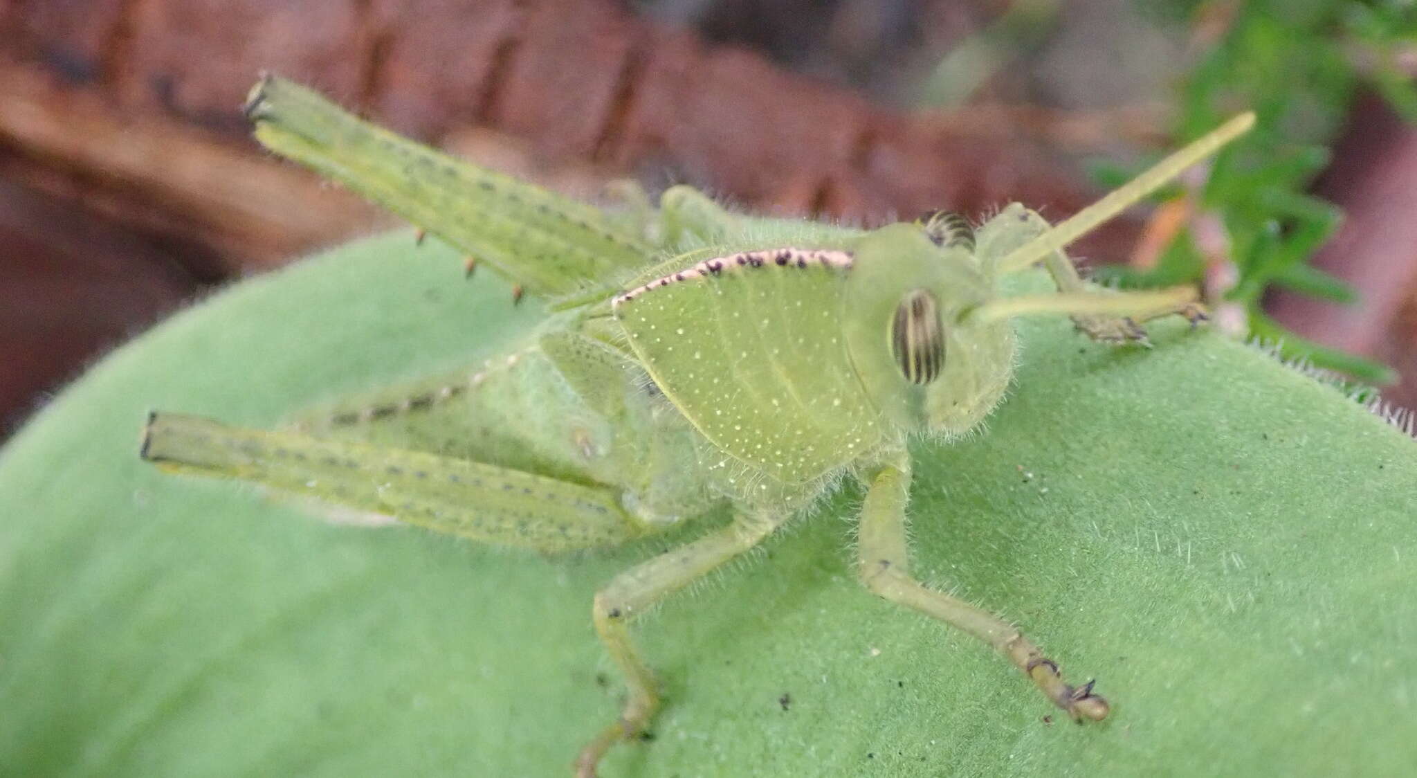 Image of Acanthacris