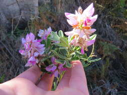 Imagem de Indigofera cytisoides Thunb.