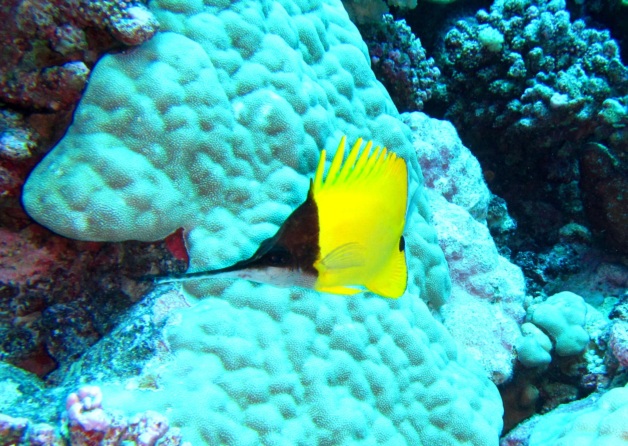 Image of Big long-nosed Butterflyfish