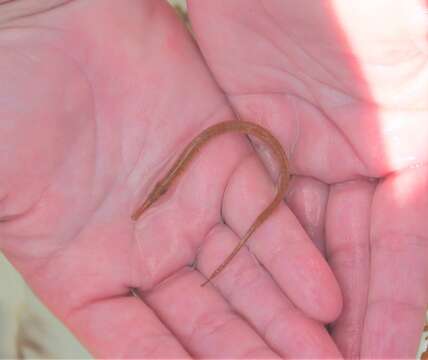 Image of Sargassum Pipefish