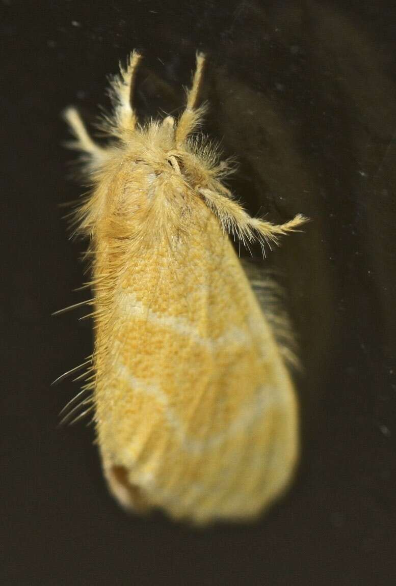 Слика од Euproctis lutea Fabricius 1775