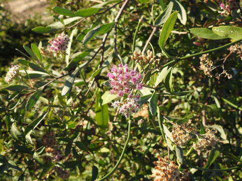 Image of Tessaria integrifolia Ruiz & Pav.